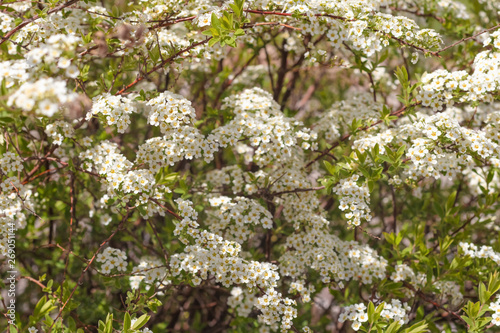 Blooming of the ornamental shrub Spirea vanhouttei in spring in the park, selective focus