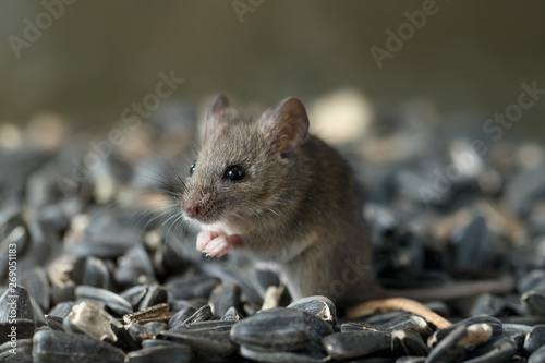 Closeup young wild mouse sits on pile of sunflower seeds in warehouse and look away. Concept of fight with rodents.