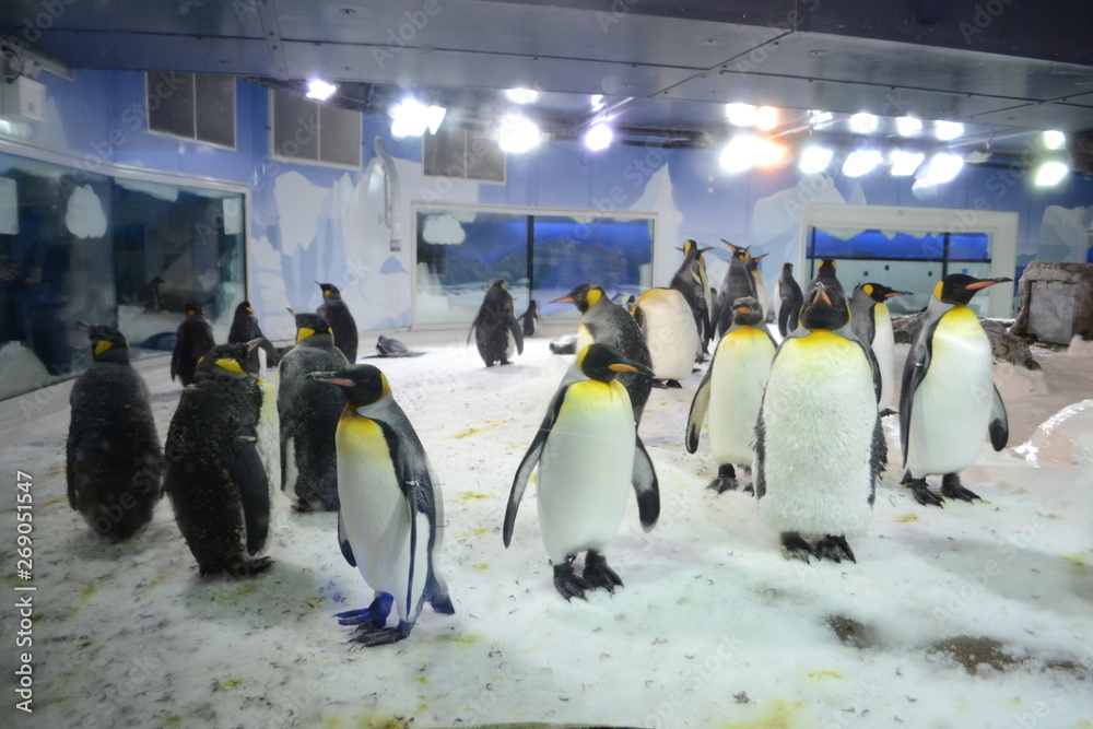 Obraz premium Antarctic Penguin colony 