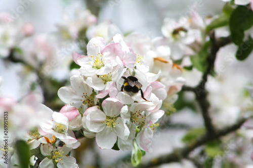 Bumblebee on a apple tree flowers. Close up.