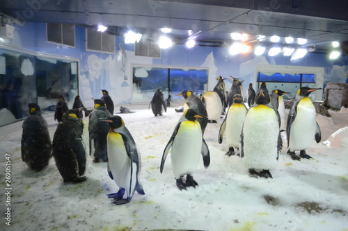 Antarctic Penguin colony 