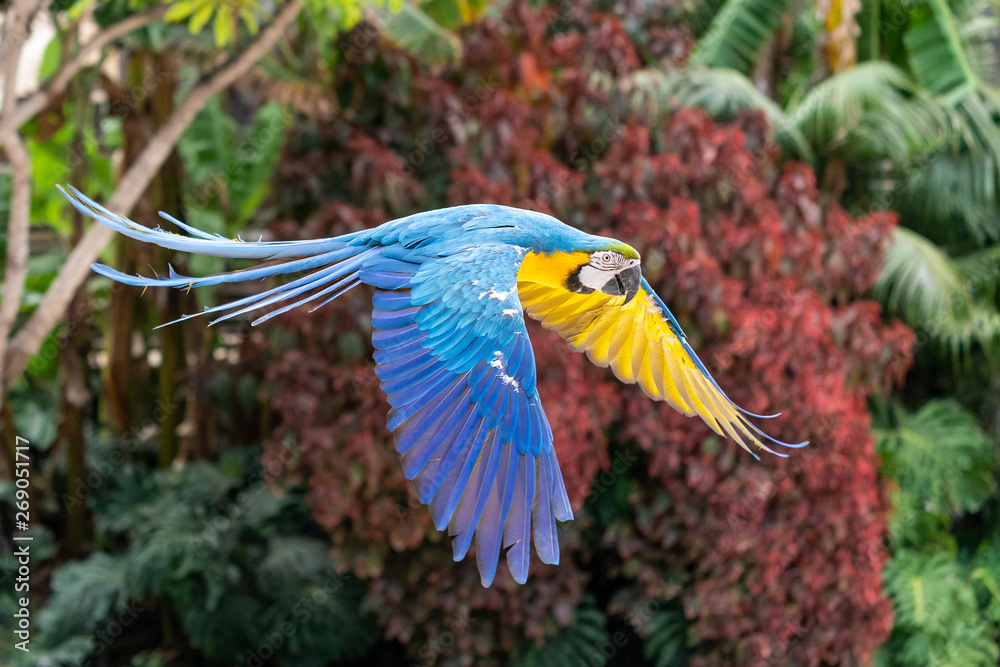 Fototapeta premium macaw in flight
