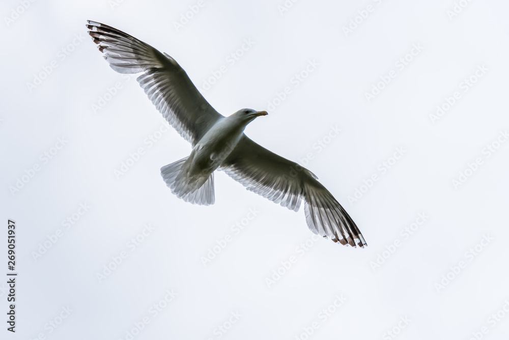 Fototapeta premium Seagull Flying in a Gray Sky