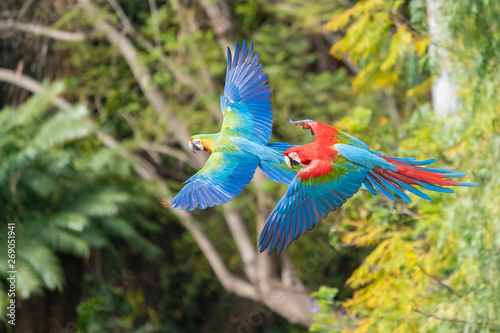 macaws in flight © martyn