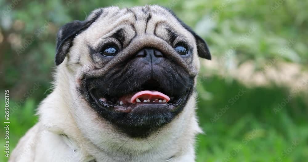 Happy dog pug breed smile with funny face on green grass in garden Happy dog pug breed smile with funny face on green grass in garden