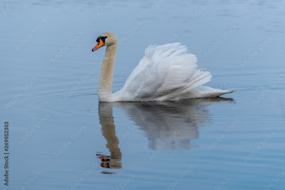 Obraz premium Swan on a Lake at a National Park in Latvia