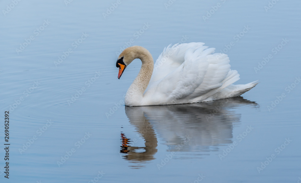 Obraz premium Swan on a Lake at a National Park in Latvia