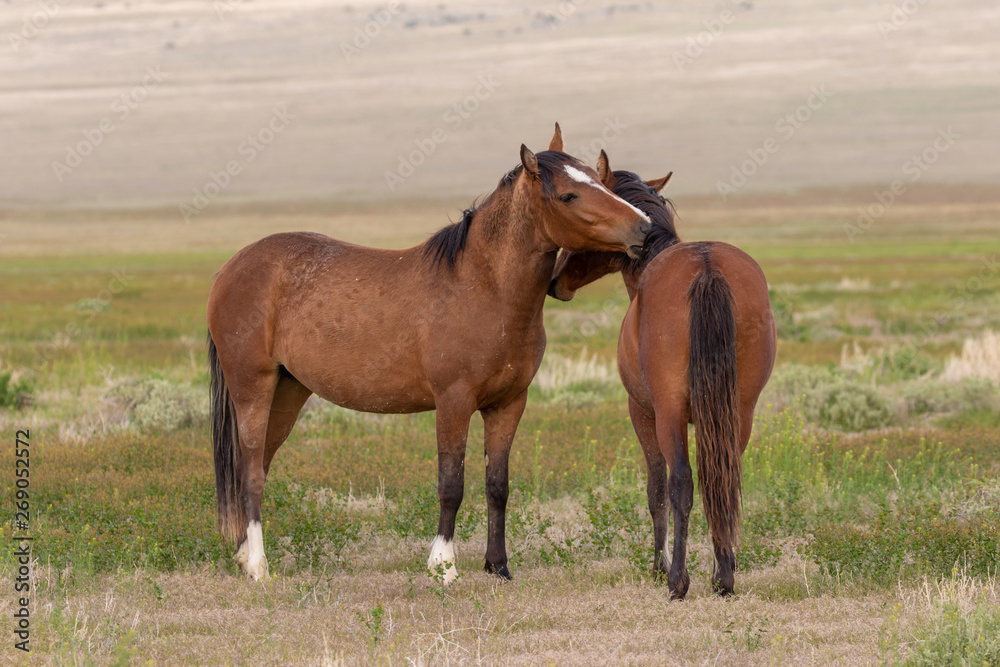 Pair of Wild Horses Interaction in Spring in Utah Pair of Wild Horses Interaction in Spring in Utah