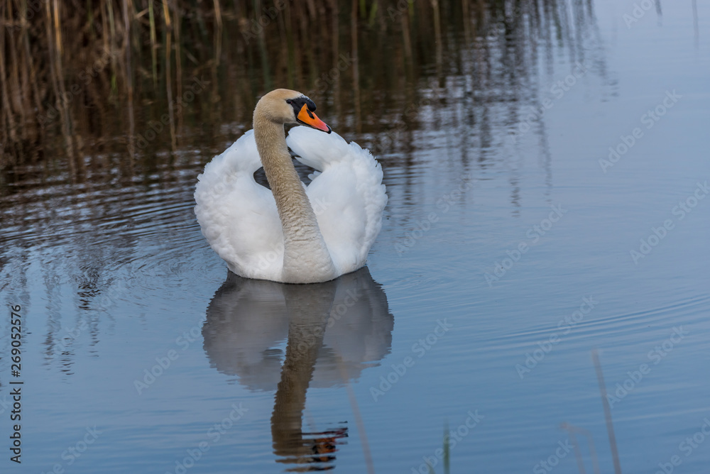 Swan on a Lake at a National Park in Latvia Swan on a Lake at a National Park in Latvia