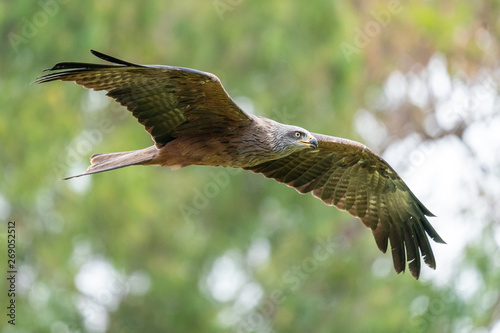 bird of prey