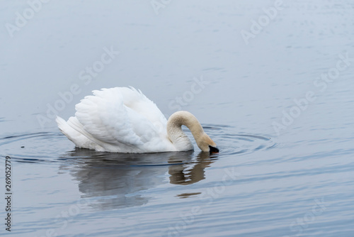 Swan on a Lake at a National Park in Latvia photo