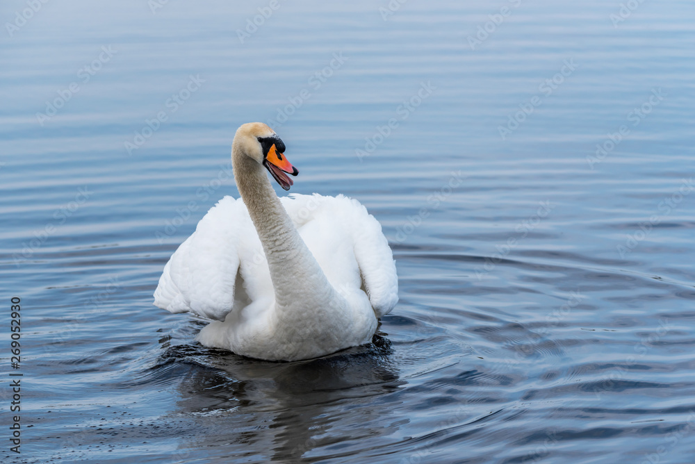Obraz premium Swan on a Lake at a National Park in Latvia