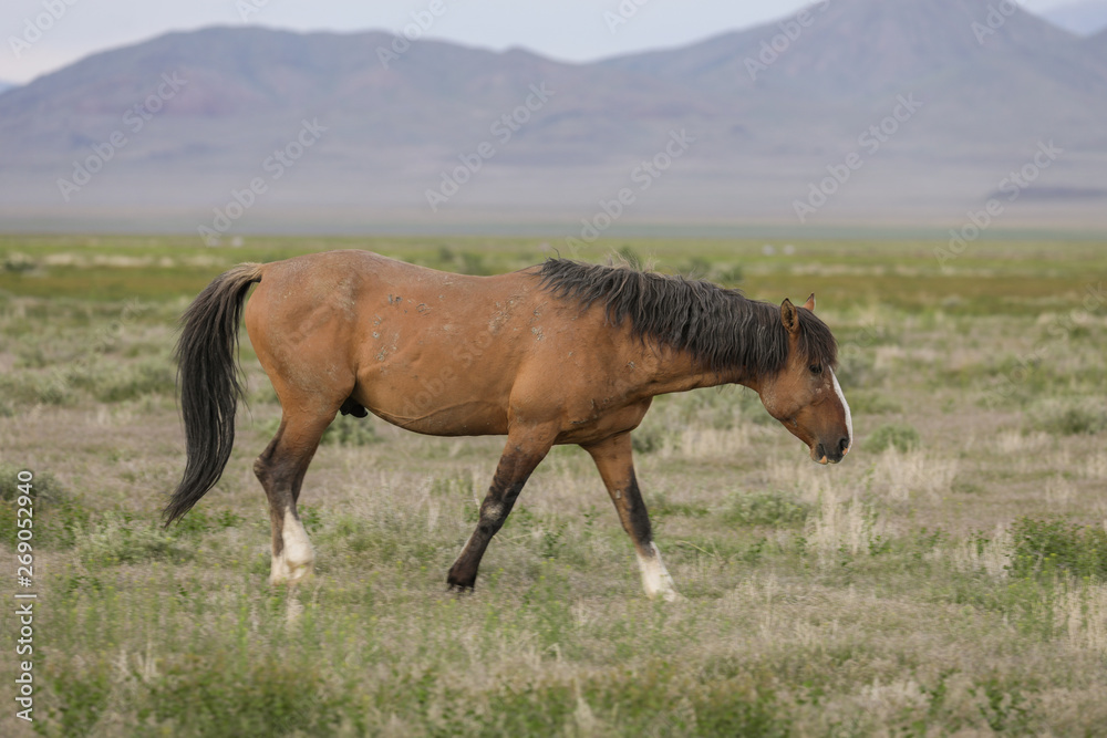 Wild horse Stallion in the Utah Desert Wild horse Stallion in the Utah Desert