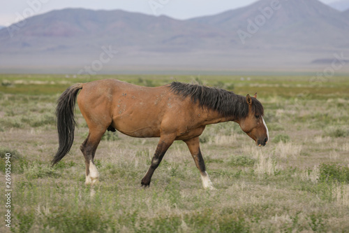 Wild horse Stallion in the Utah Desert © natureguy