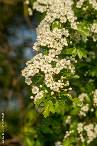 Weissdorn - Crataegus: Blütenstände photo