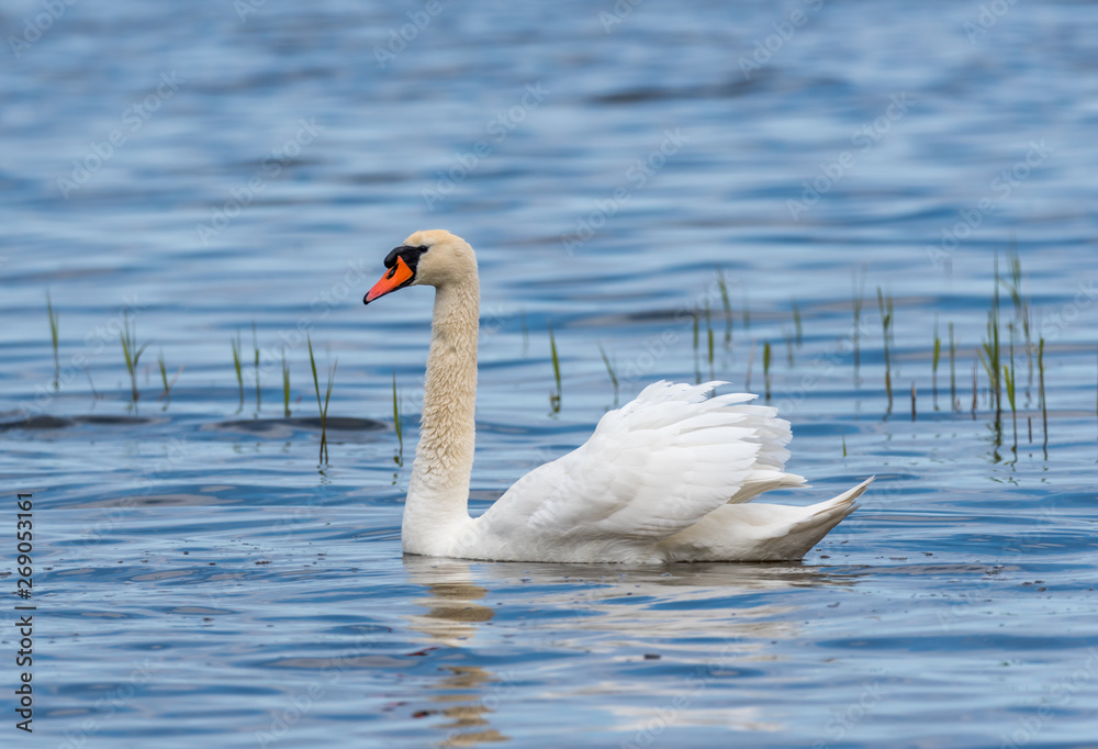 Fototapeta premium Swan on a Lake at a National Park in Latvia