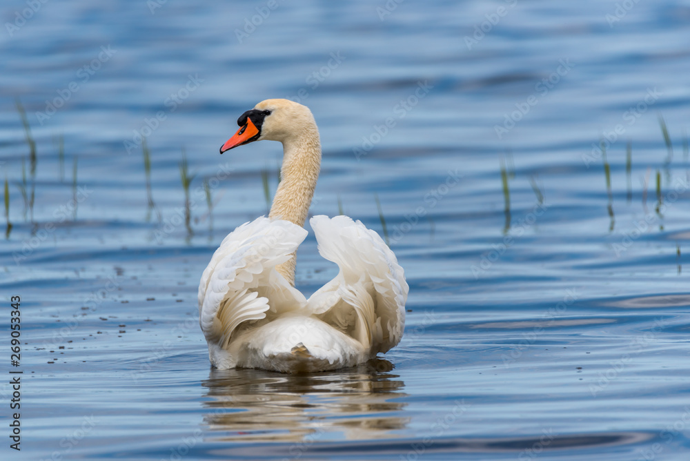 Naklejka premium Swan on a Lake at a National Park in Latvia