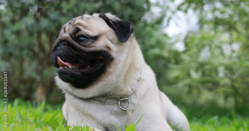 Happy dog pug breed smile with funny face on green grass in garden Happy dog pug breed smile with funny face on green grass in garden