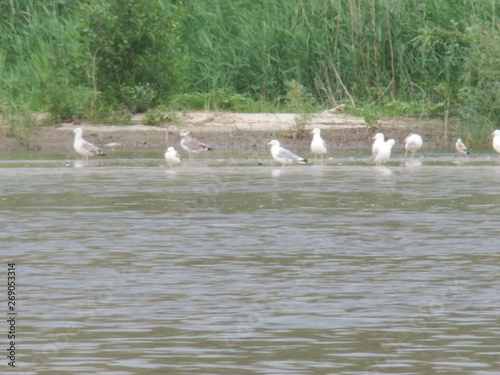 seagulls on the river