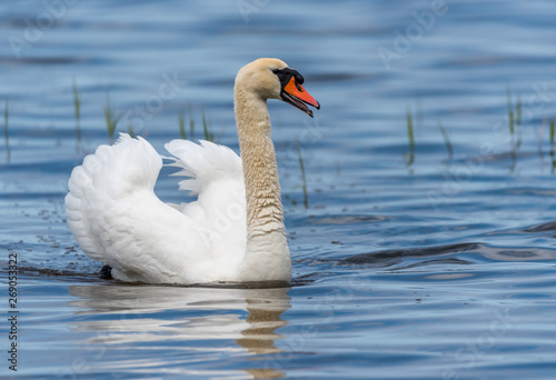 Swan on a Lake at a National Park in Latvia