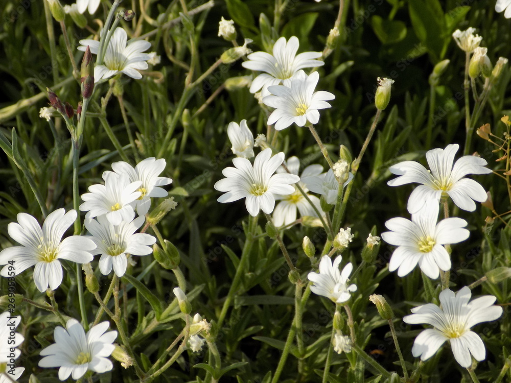 field of daisies field of daisies