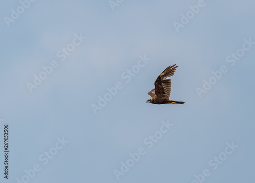 Western Marsh Harrier Flying in a Clear Blue Sky
