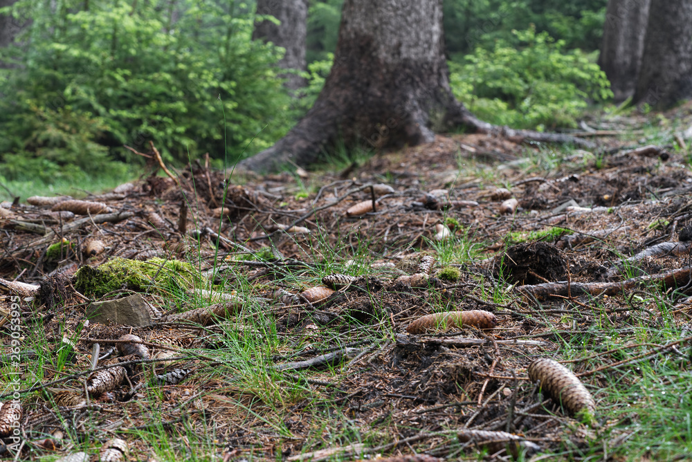 Fallen spruce cones and branches in the foreground. Grass and needles on the ground. Trunks of old spruce trees and young spruce trees on the background. Wet forest. Fallen spruce cones and branches in the foreground. Grass and needles on the ground. Trunks of old spruce trees and young spruce trees on the background. Wet forest.