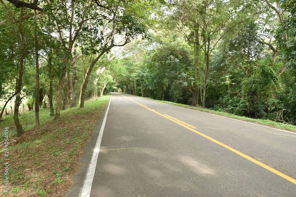 carretera camino rural campo arbol verde bosque naturaleza