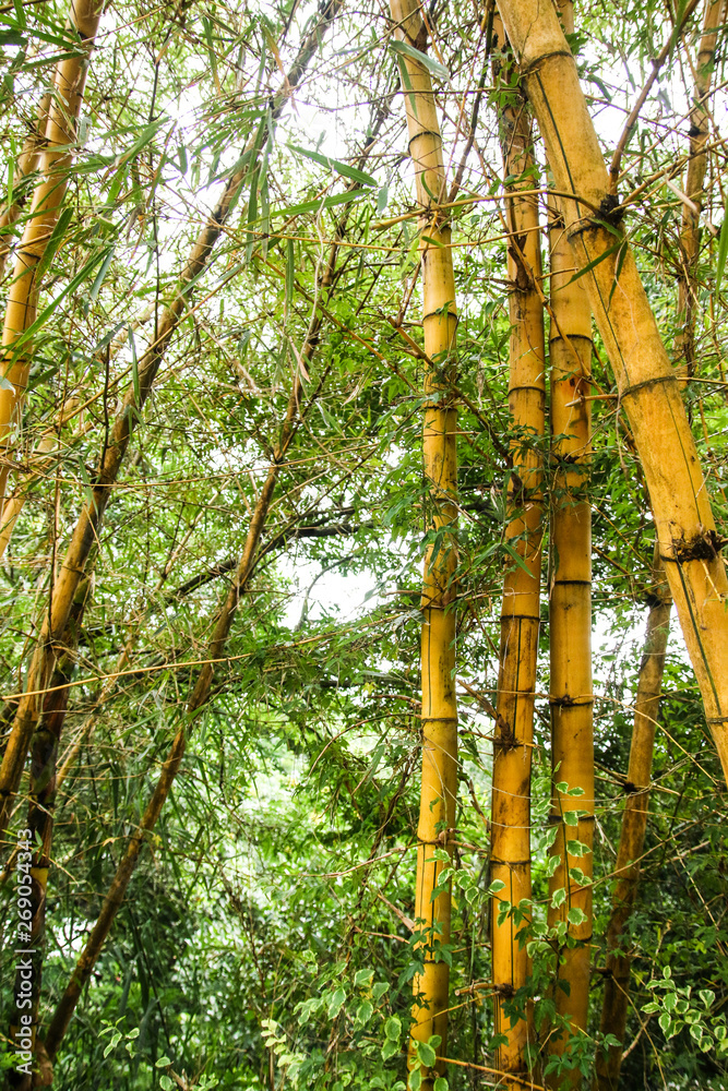 Fototapeta premium Bamboo forest in Sri Lanka