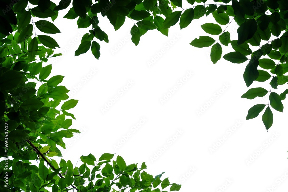 Naklejka premium Tropical tree leaves on white isolated background for green foliage backdrop 