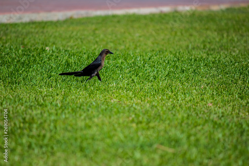 Grackle is flying and wlaking on the grass