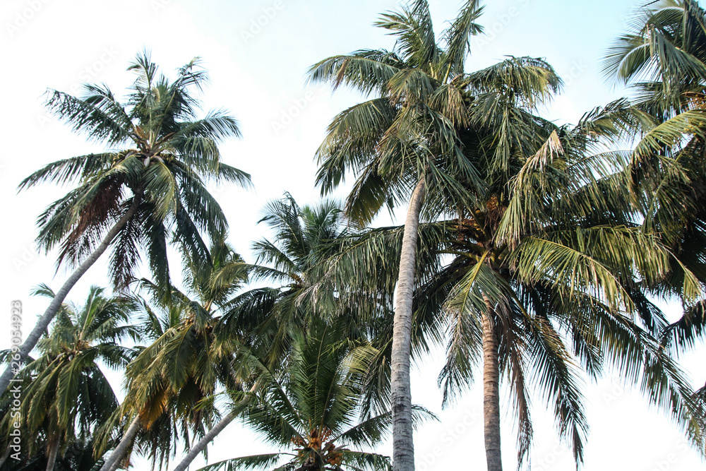 Coconut palms near the ocean