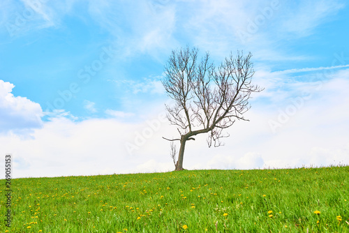 Dead single dry tree standing on a wild meadow with blue sky and clouds background. Alone or lonely dried tree in daylight of summer seasonal. Meadow full of dandelions  Taraxacum officinale 