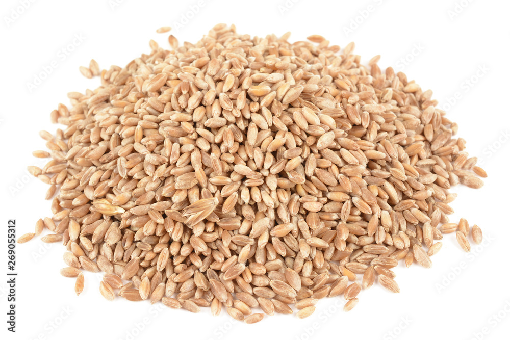 seeds of wheat seeds of wheat