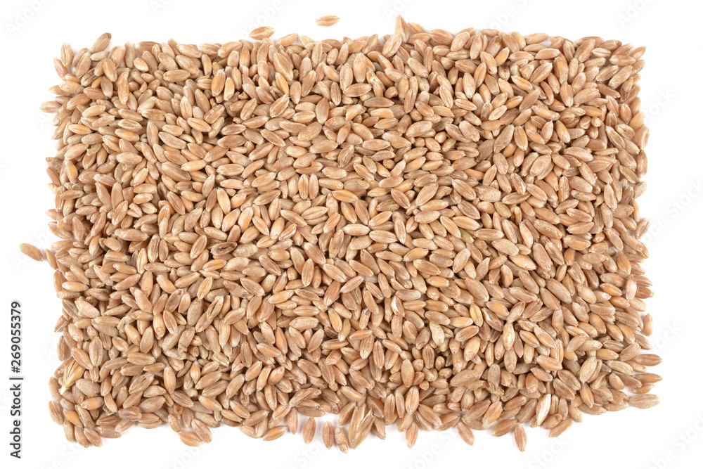 seeds of wheat seeds of wheat