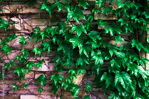 Dark green leaves.