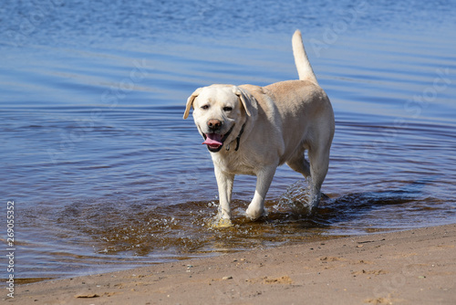 Golden labrador swimming in the river. a dog is playing in the water. front facing. Family vacation by the river. Vacation, outdoor activities. Walk with dog.