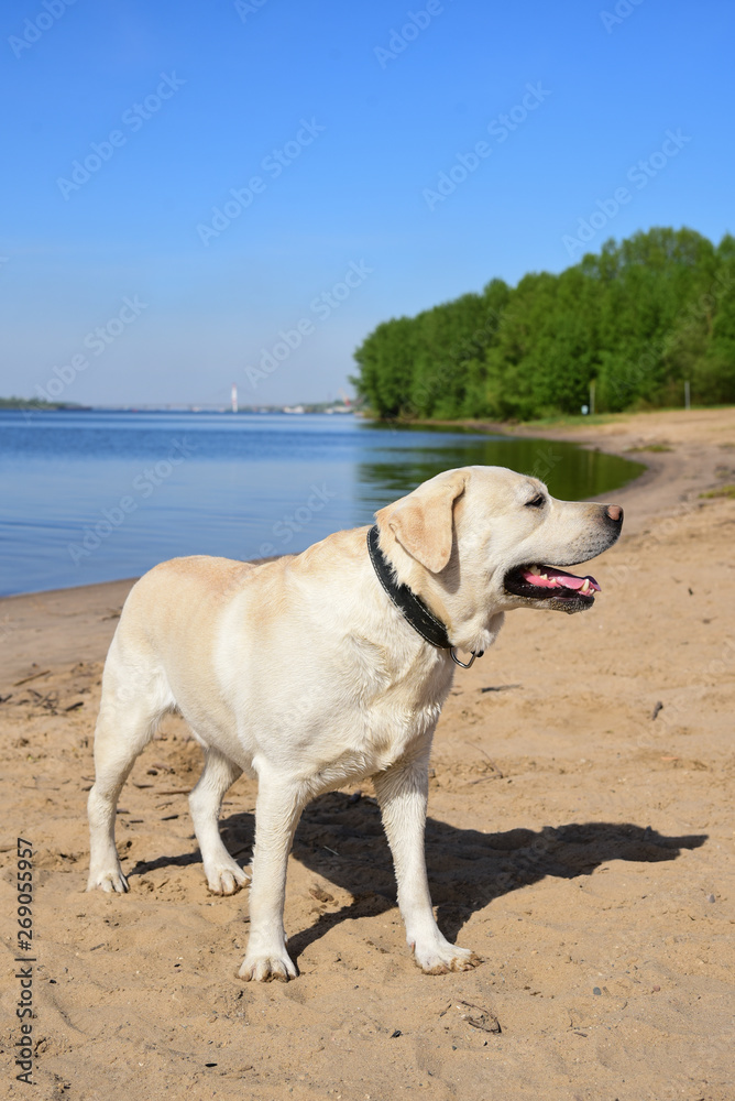 Golden labrador swimming in the river. a dog is playing in the water. front facing. Family vacation by the river. Vacation, outdoor activities. Walk with dog. Golden labrador swimming in the river. a dog is playing in the water. front facing. Family vacation by the river. Vacation, outdoor activities. Walk with dog.