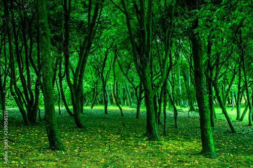 Mystic green forest with trees and leaves. beautiful landscape.