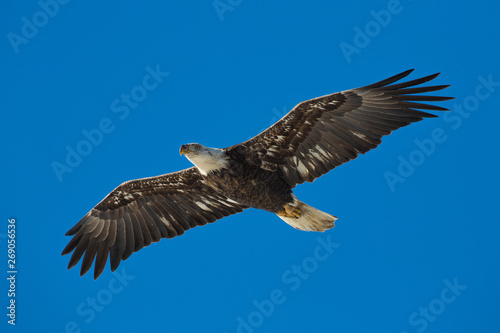 Juvenile bald eagle  Illinois