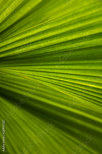 Abstract striped palm natural green background