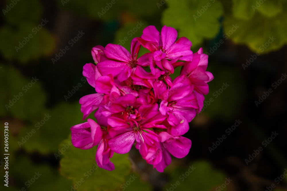 Geranium Geranium