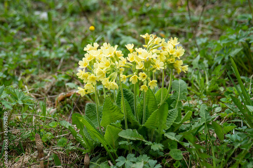 Wald-Schlüsselblume, hohe Schlüsselblume - Primula elatior