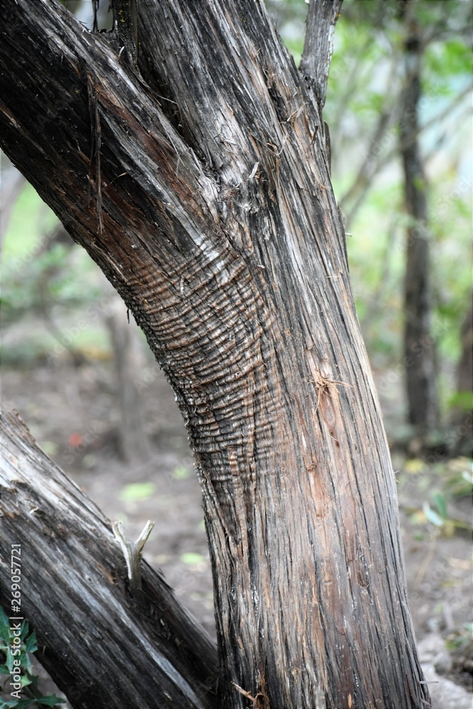 lines on the outside of a tree trunk backdrop lines on the outside of a tree trunk backdrop