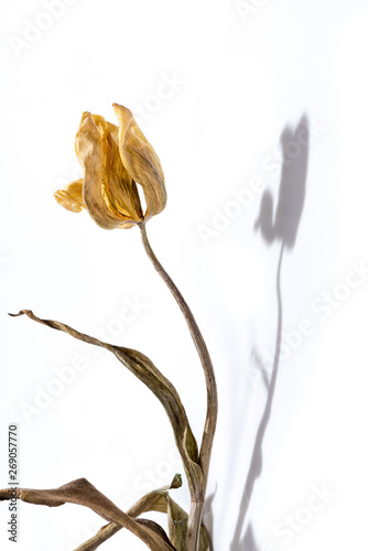  Withered flower. Dried yellow tulip flower over white background.