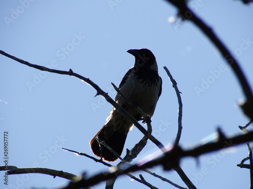 crow on a branch