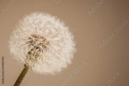 white fluffy dandelion close  macro  flying seeds  brown background out of focus