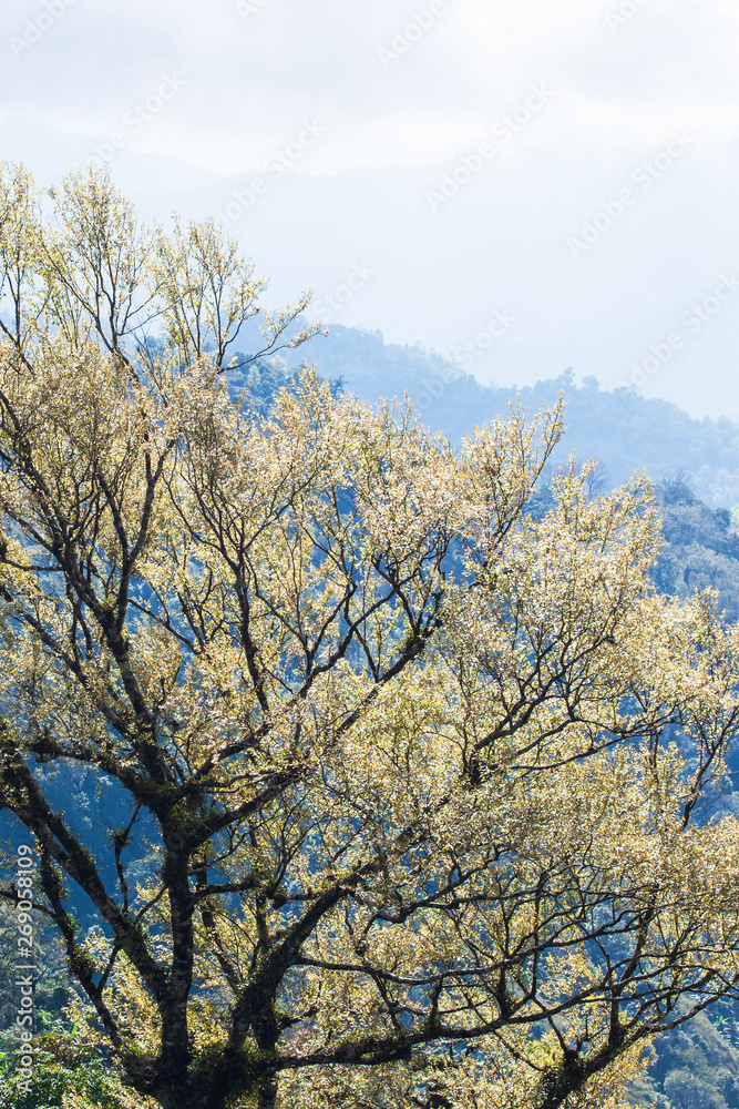 Bright young silver leaves against green forest in the background. Bright young silver leaves against green forest in the background.