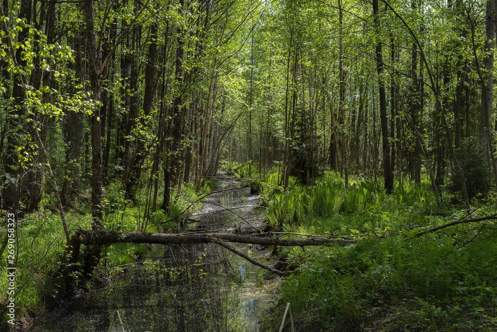Landscape of green deciduous forest in summer. River in the wild forest. Landscape of green deciduous forest in summer. River in the wild forest.