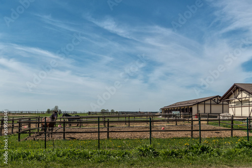 Cattle breeding and farming. Farm for breeding horses.